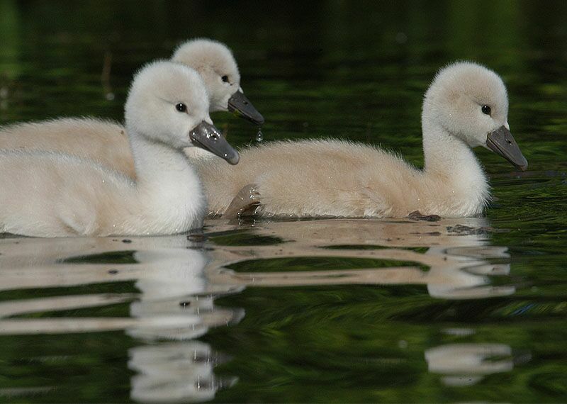 Höckerschwan (Cygnus olor)