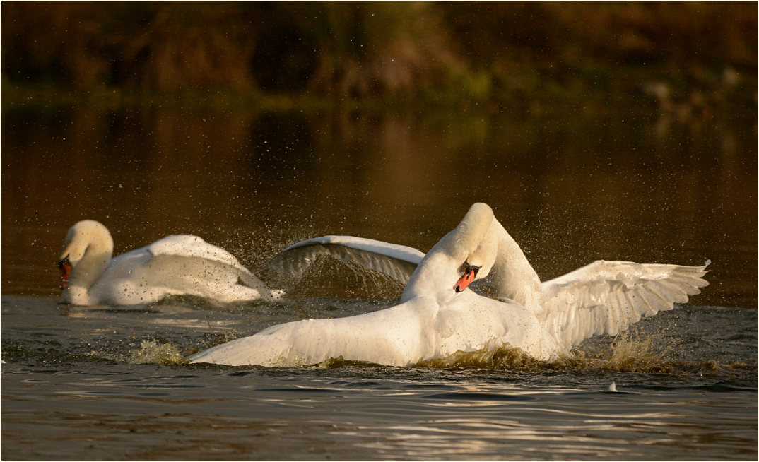 Höckerschwan (Cygnus olor)