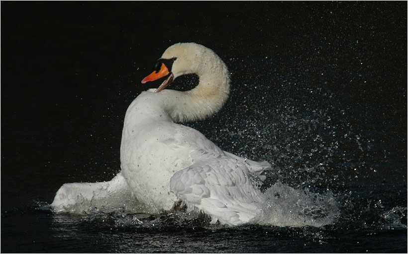 Höckerschwan (Cygnus olor)