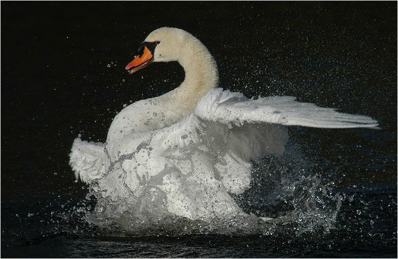 Höckerschwan (Cygnus olor)