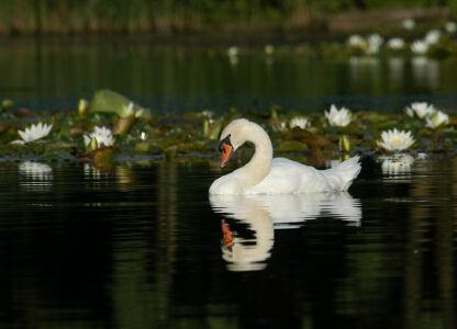 vergrößern