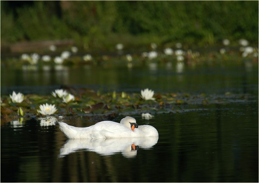 Höckerschwan (Cygnus olor)