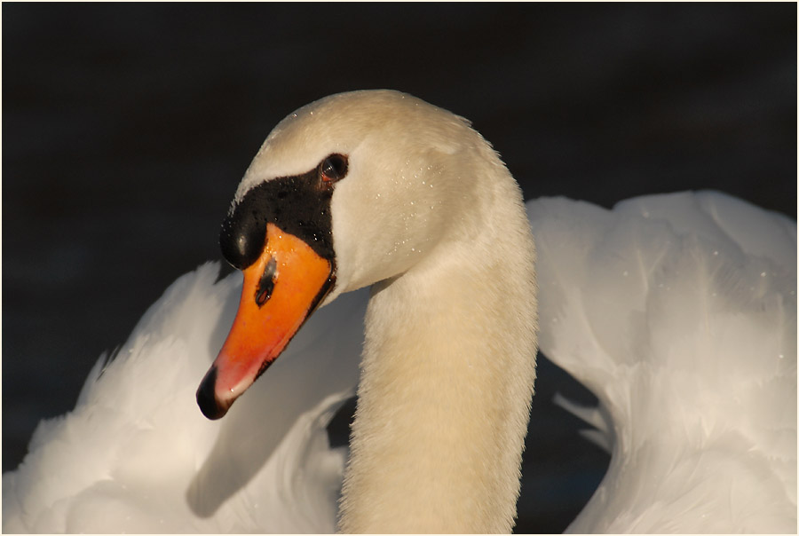 Höckerschwan (Cygnus olor)