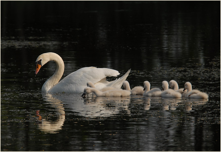 Höckerschwan (Cygnus olor)