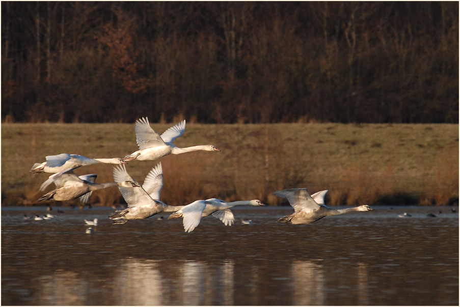 Höckerschwan (Cygnus olor)