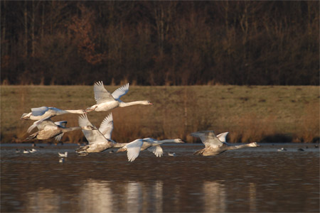 vergrößern