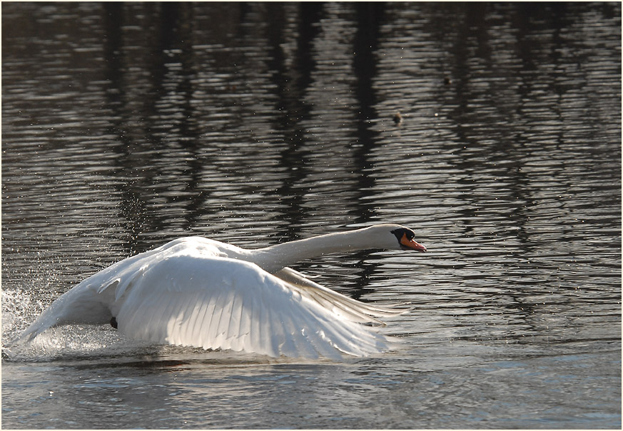 Höckerschwan (Cygnus olor)