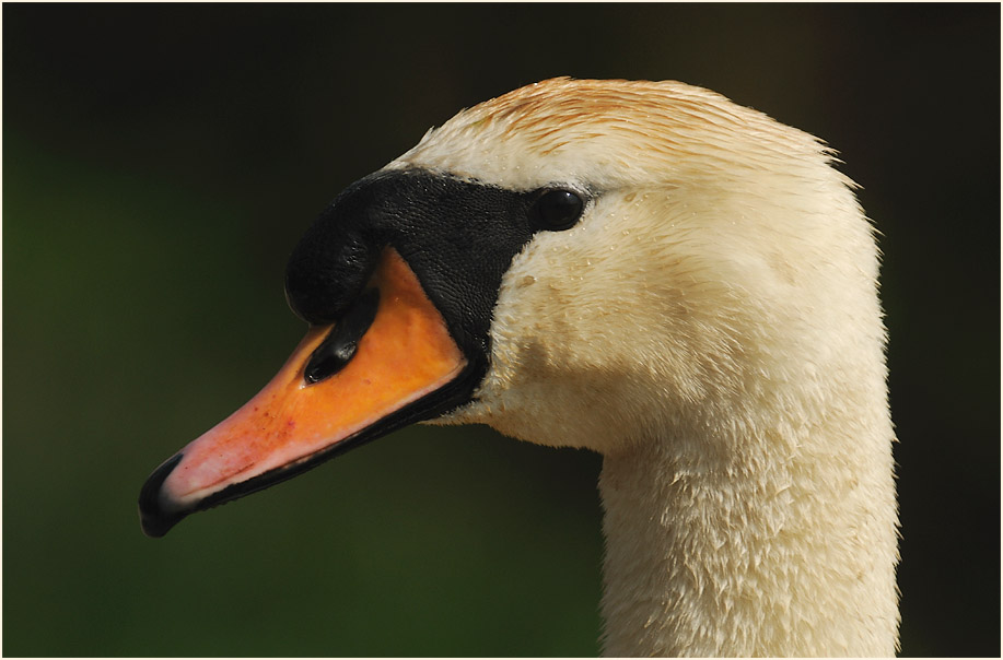 Höckerschwan (Cygnus olor)