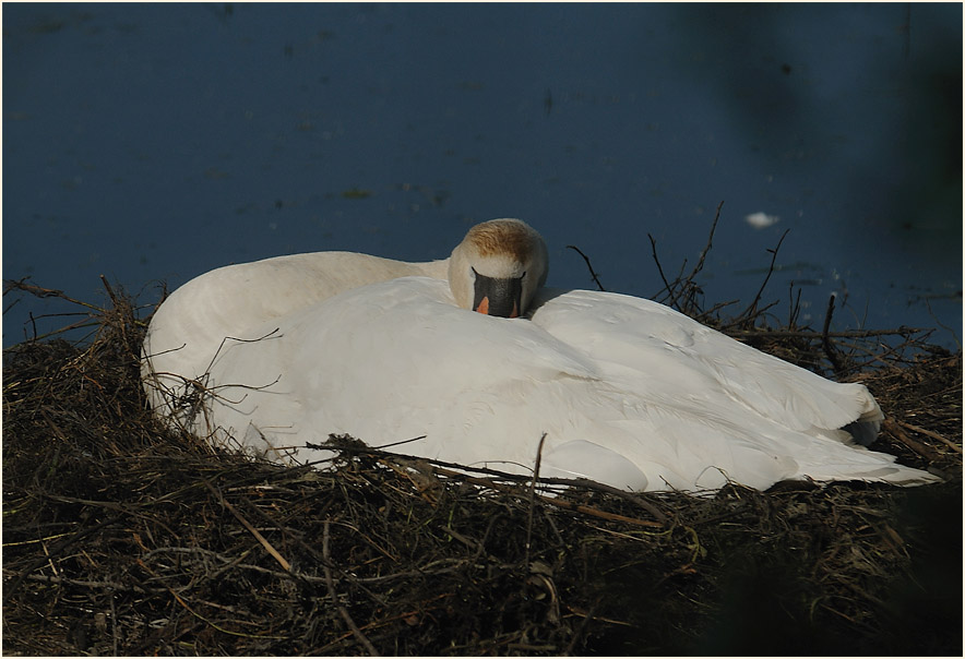 Höckerschwan (Cygnus olor)