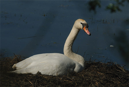 vergrößern