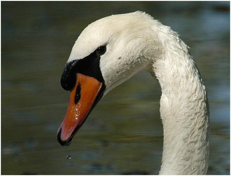 Höckerschwan (Cygnus olor)