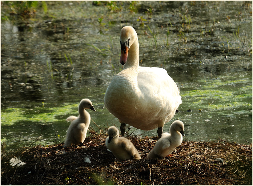 Höckerschwan (Cygnus olor)