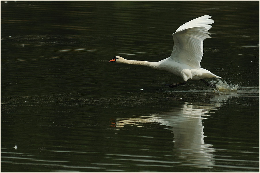 Höckerschwan (Cygnus olor)