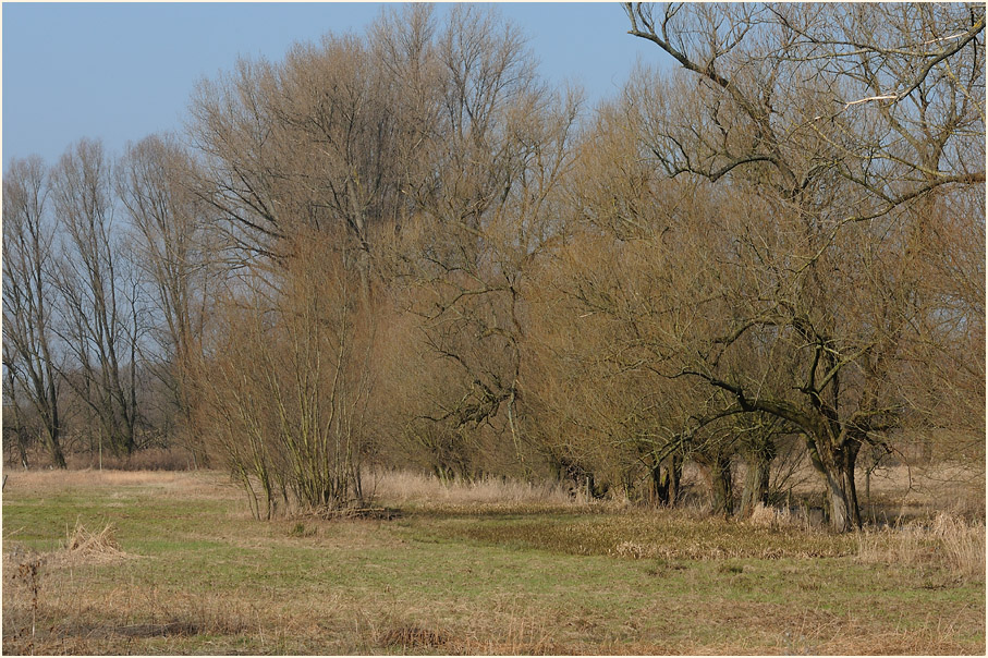 Ilvericher Altrheinschlinge Meerbusch