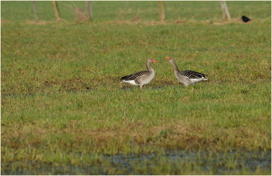 Graugänse, Ilvericher Altrheinschlinge Meerbusch
