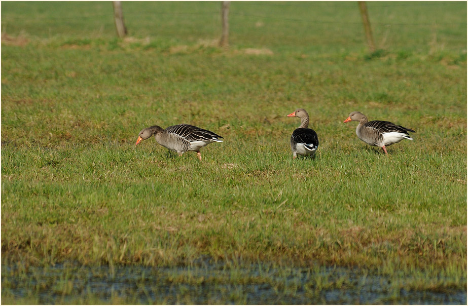 Graugänse, Ilvericher Altrheinschlinge Meerbusch