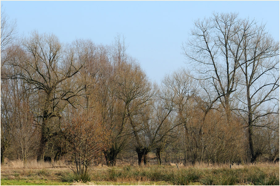 Ilvericher Altrheinschlinge Meerbusch