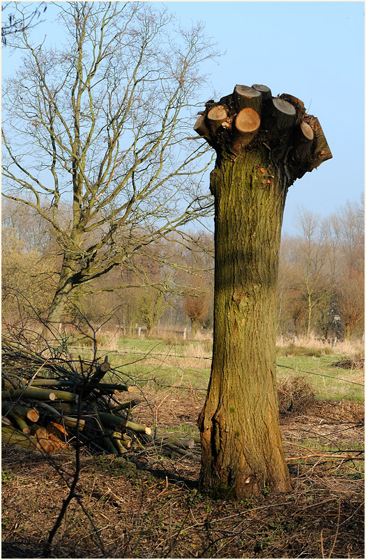Ilvericher Altrheinschlinge Meerbusch
