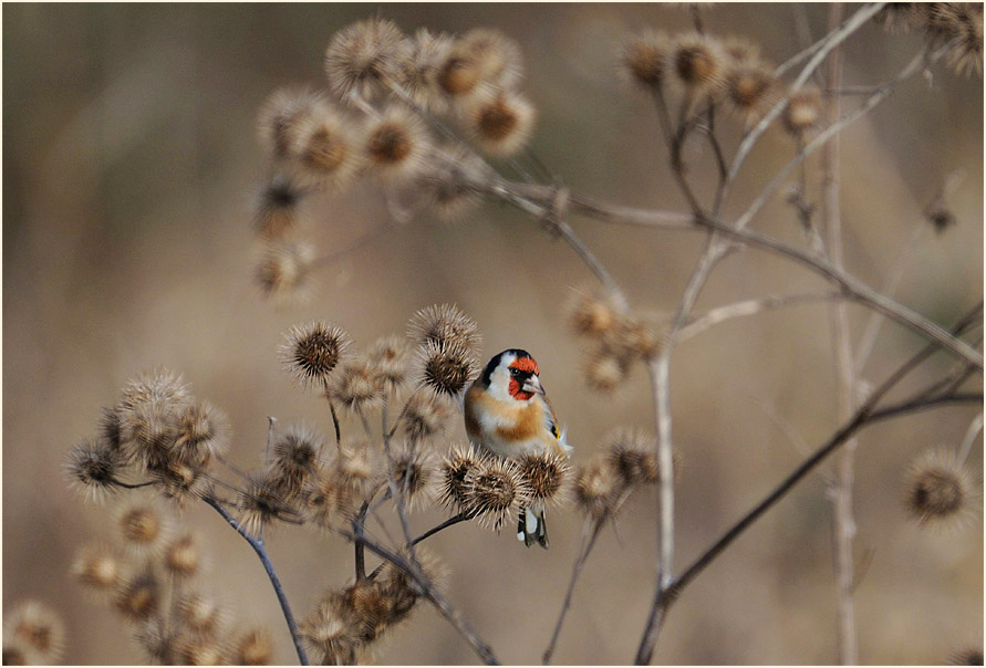 Stieglitz, Ilvericher Altrheinschlinge Meerbusch