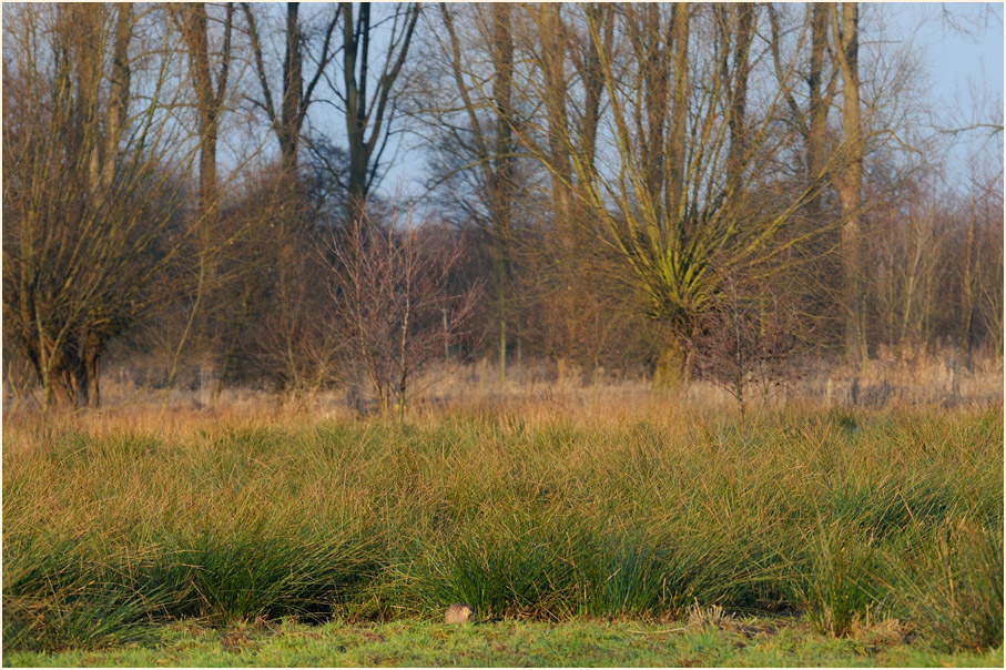 Ilvericher Altrheinschlinge Meerbusch