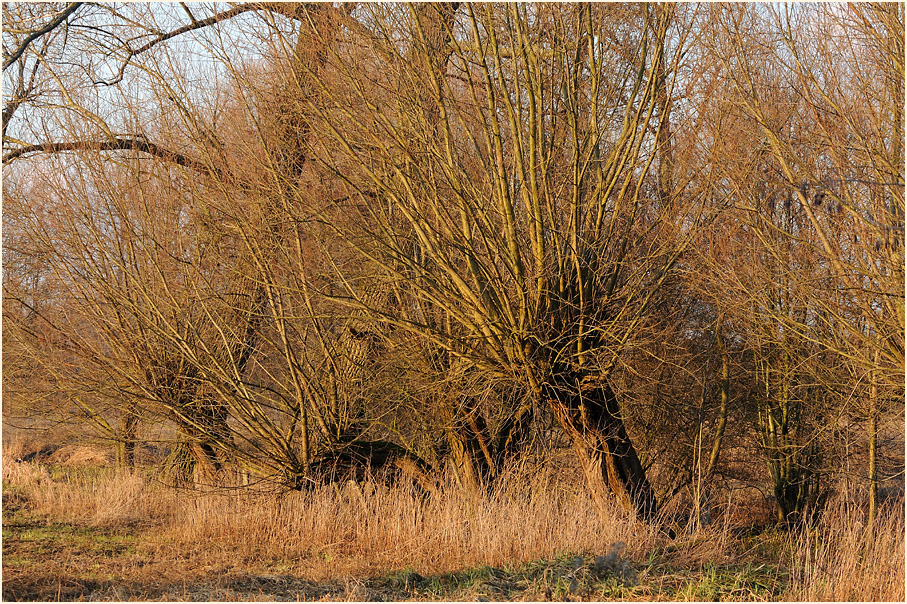 Ilvericher Altrheinschlinge Meerbusch