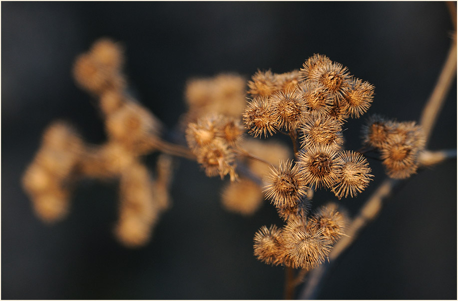 Kletten, Ilvericher Altrheinschlinge Meerbusch