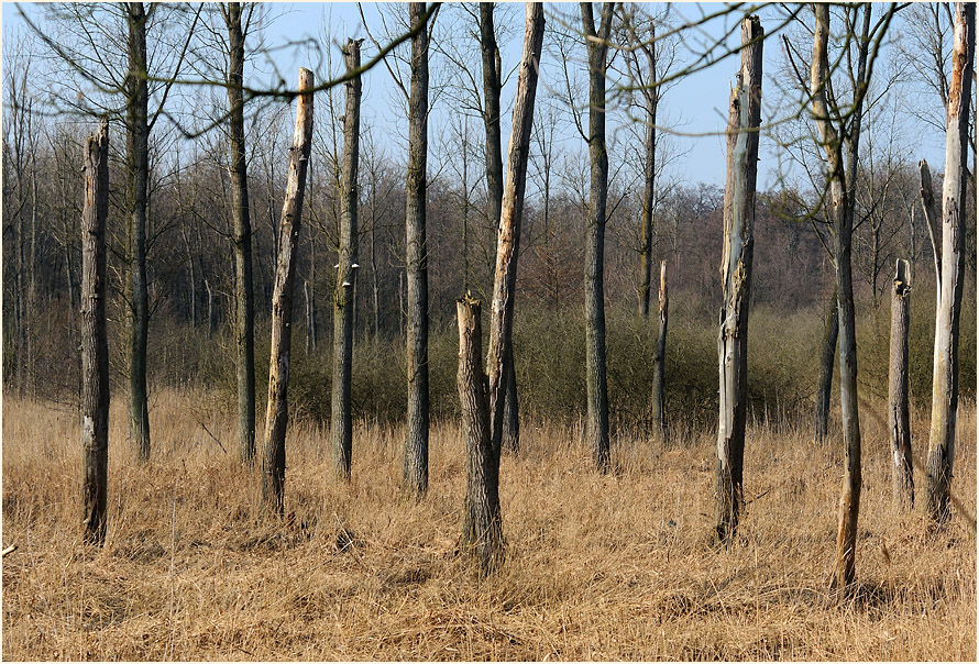 Ilvericher Altrheinschlinge Meerbusch