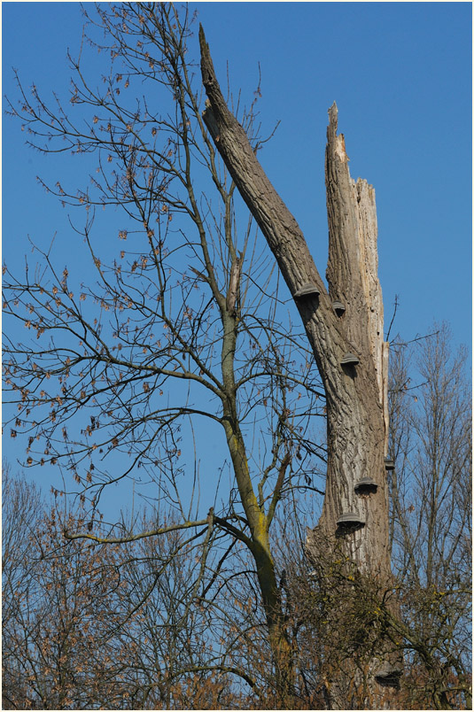 Ilvericher Altrheinschlinge Meerbusch