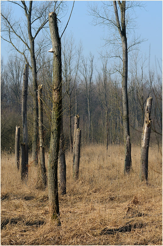 Ilvericher Altrheinschlinge Meerbusch