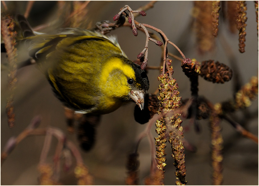 Erlenzeisig, Ilvericher Altrheinschlinge Meerbusch