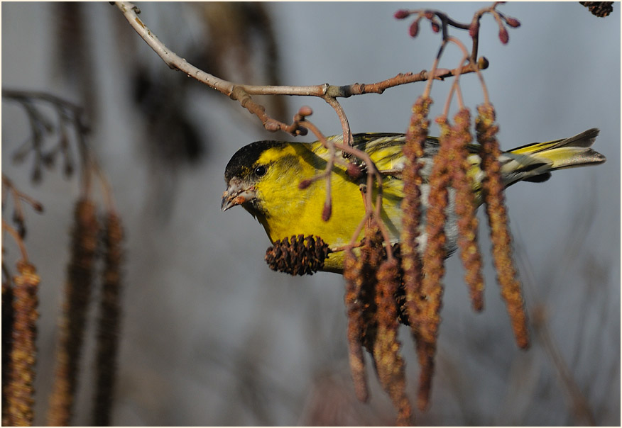Erlenzeisig, Ilvericher Altrheinschlinge Meerbusch