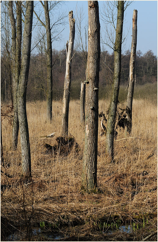 Ilvericher Altrheinschlinge Meerbusch