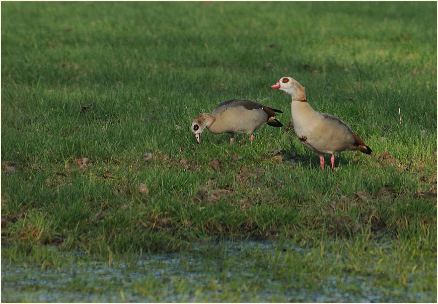 Nilgänse, Ilvericher Altrheinschlinge Meerbusch