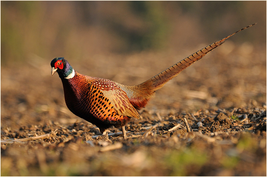 Fasan, Ilvericher Altrheinschlinge Meerbusch