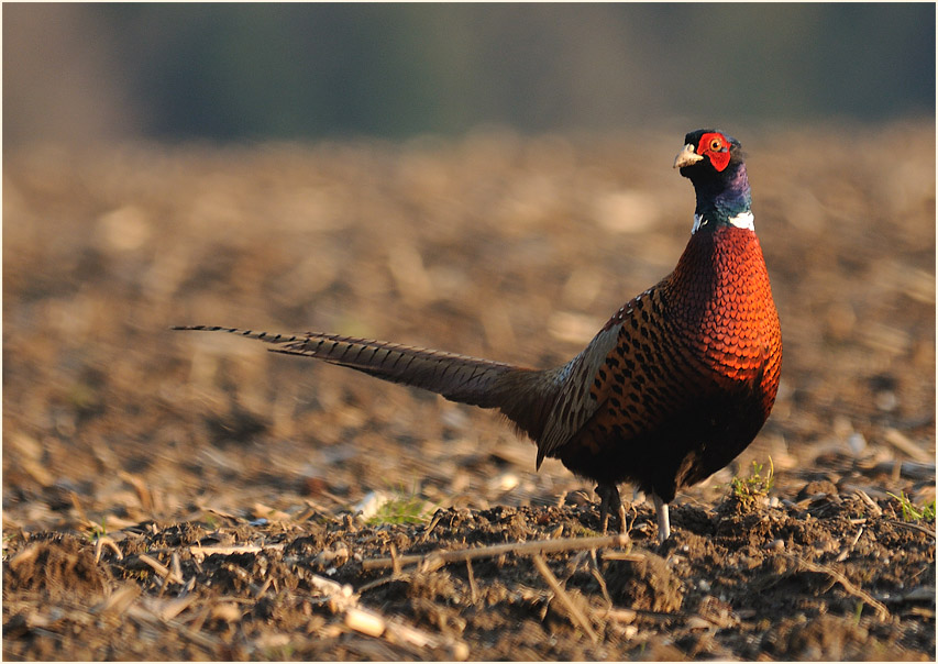 Fasan, Ilvericher Altrheinschlinge Meerbusch