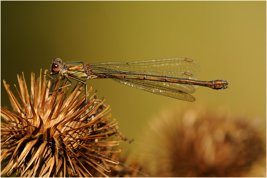 Weidenjungfer, Ilvericher Altrheinschlinge Meerbusch