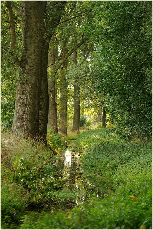 Ilvericher Altrheinschlinge Meerbusch