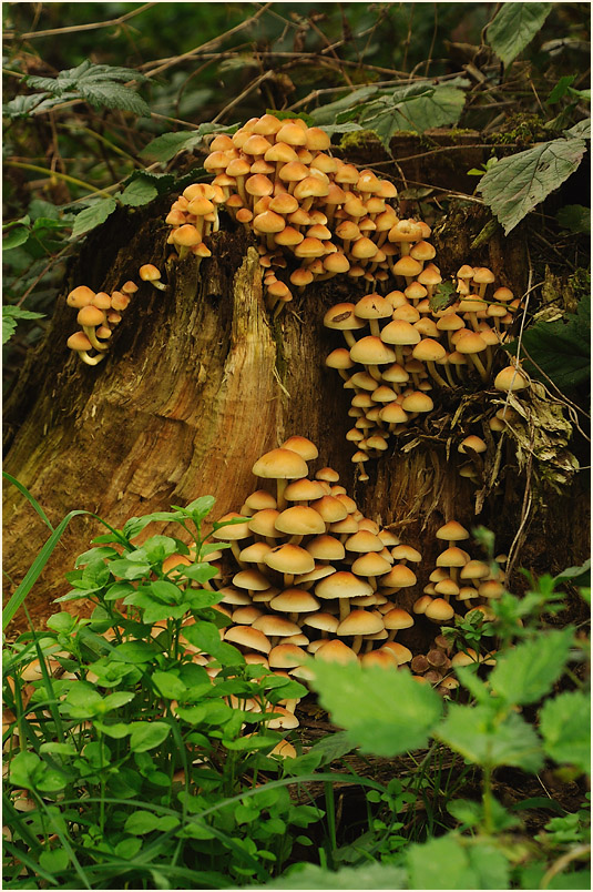 Ilvericher Altrheinschlinge Meerbusch