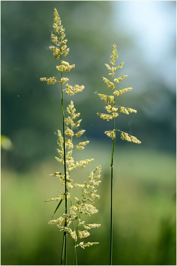 Ilvericher Altrheinschlinge Meerbusch