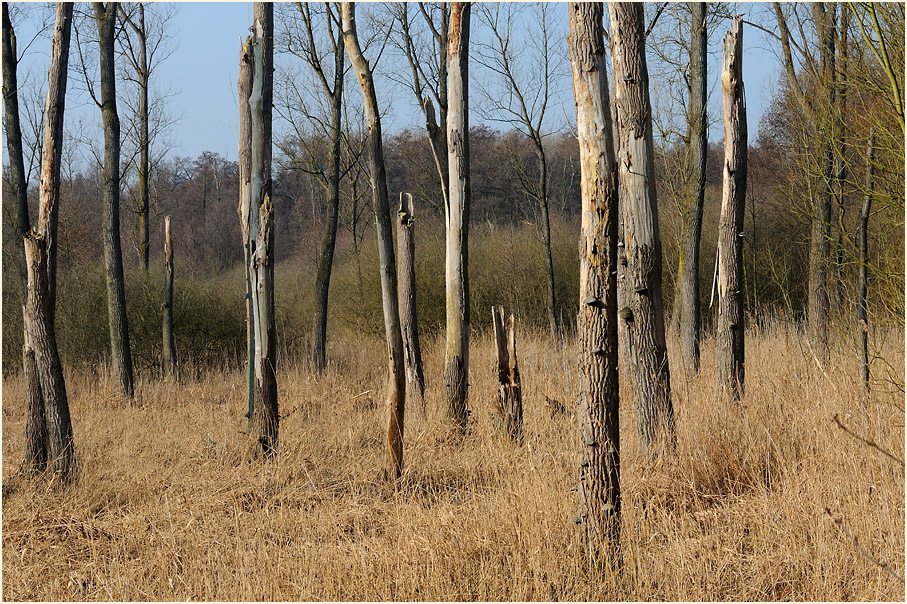 Ilvericher Altrheinschlinge Meerbusch