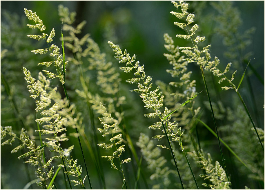 Ilvericher Altrheinschlinge Meerbusch