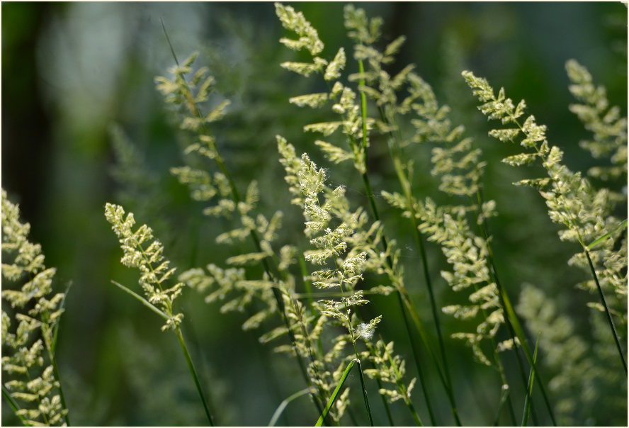 Ilvericher Altrheinschlinge Meerbusch