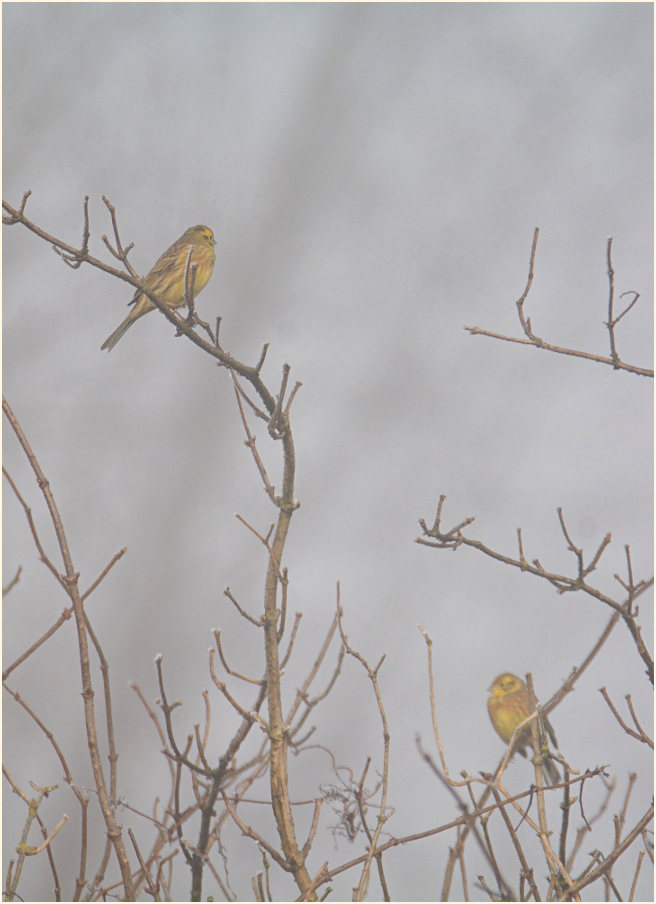 Goldammern im Nebel, Ilvericher Altrheinschlinge Meerbusch