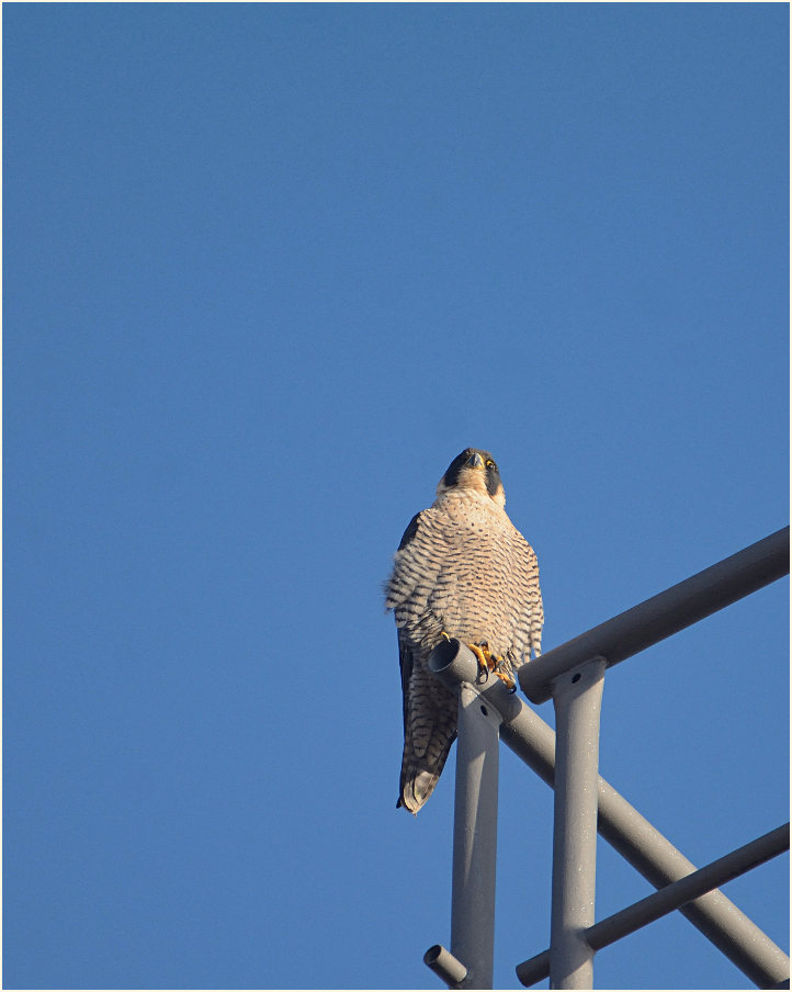 Wanderfalke, Ilvericher Altrheinschlinge Meerbusch