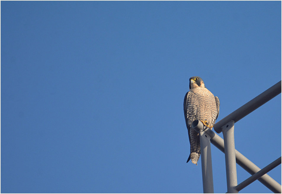 Wanderfalke, Ilvericher Altrheinschlinge Meerbusch