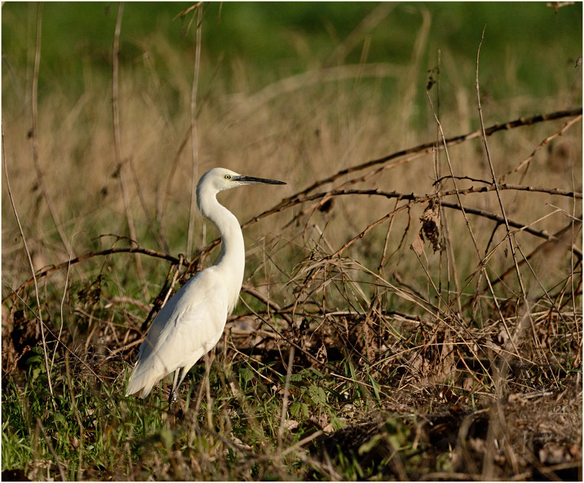 Seidenreiher, Ilvericher Altrheinschlinge Meerbusch