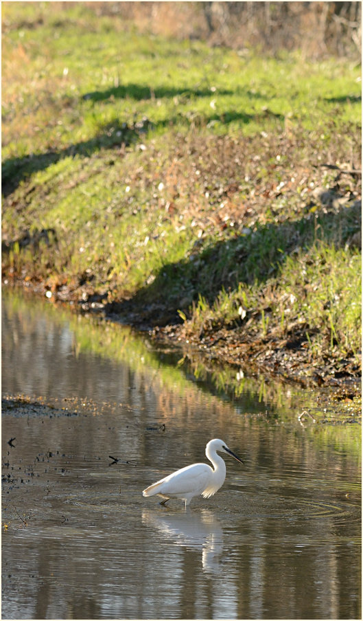 Seidenreiher, Ilvericher Altrheinschlinge Meerbusch