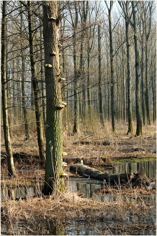 Ilvericher Altrheinschlinge Meerbusch
