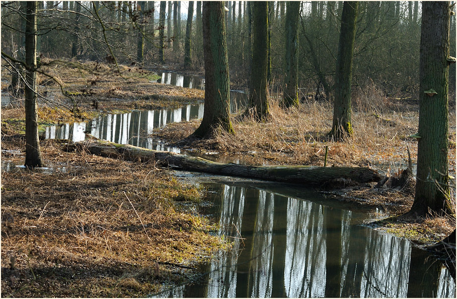 Ilvericher Altrheinschlinge Meerbusch