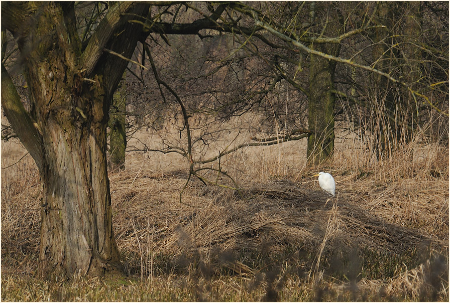 Silberreiher, Ilvericher Altrheinschlinge Meerbusch